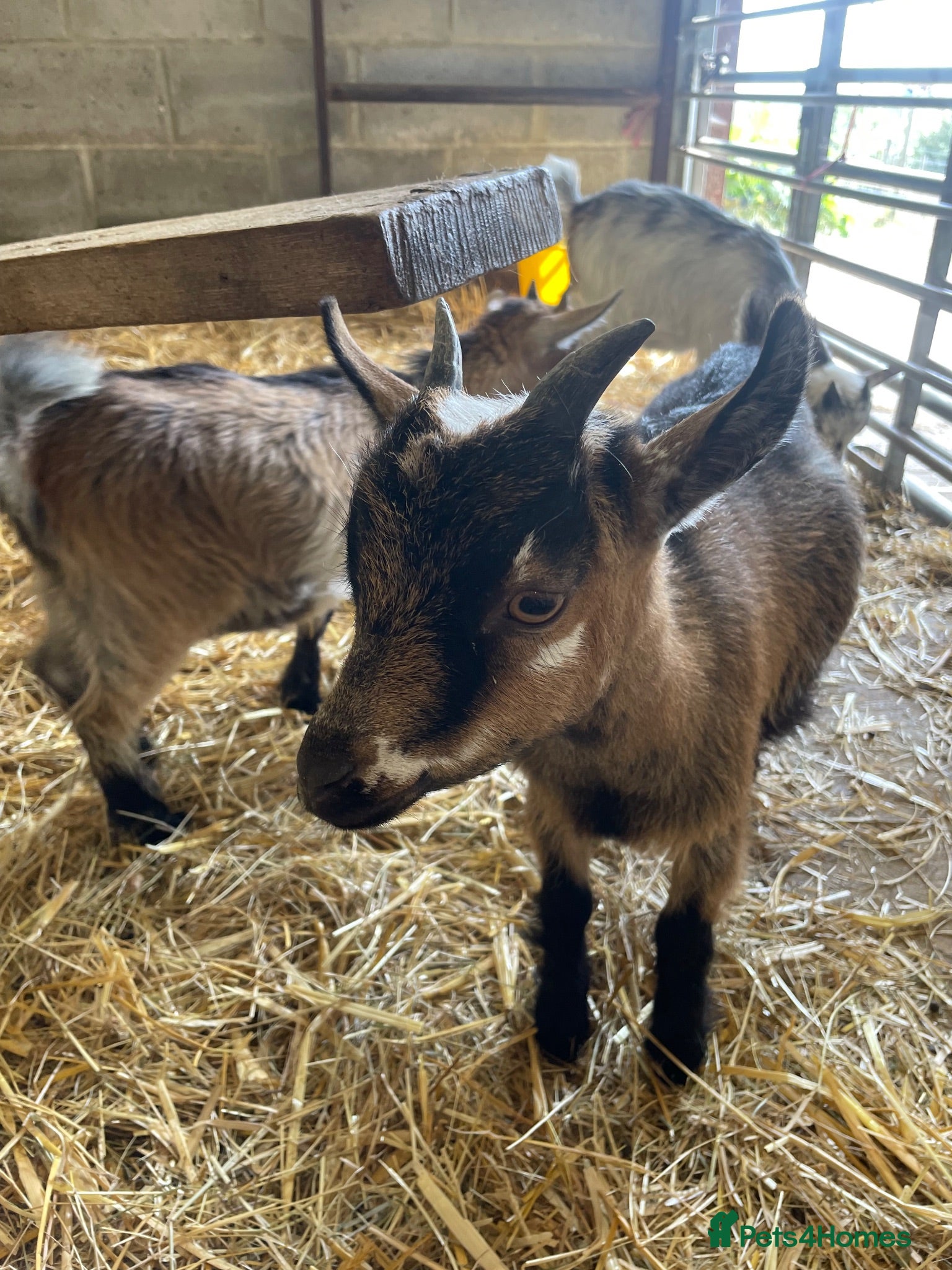 Goats livestock Pygmy goat kids - Female  - Advert 2