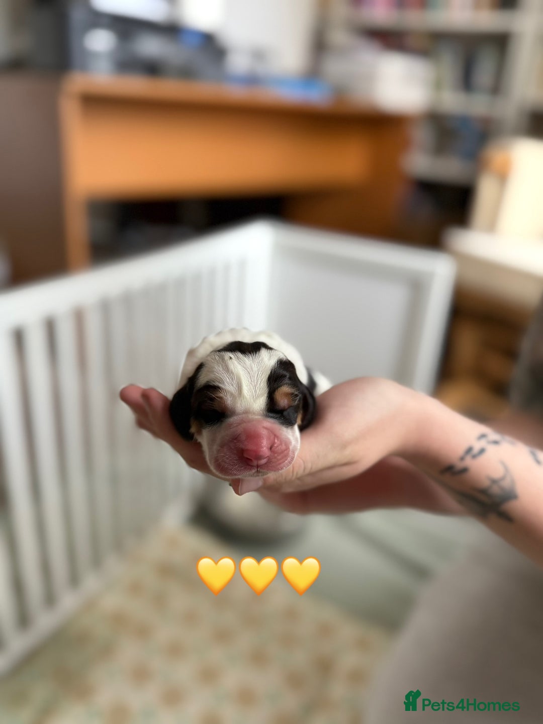 Basset Hound dogs for sale: Beautiful Basset Hound Puppies  - Image 11