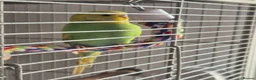 Budgerigars birds for sale: Young Male Budgie - Advert 2