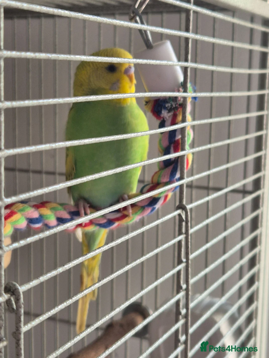 Budgerigars birds for sale: Young Male Budgie - Advert 2