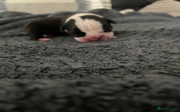 Boston Terrier dogs for sale: Bostons of Scotland  - Image 12