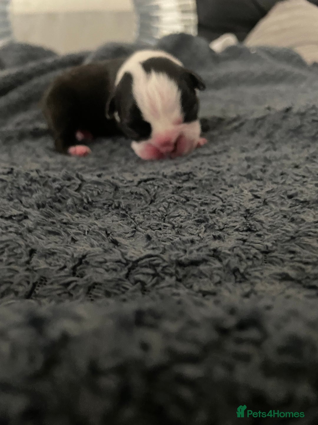 Boston Terrier dogs for sale: Bostons of Scotland  - Image 12