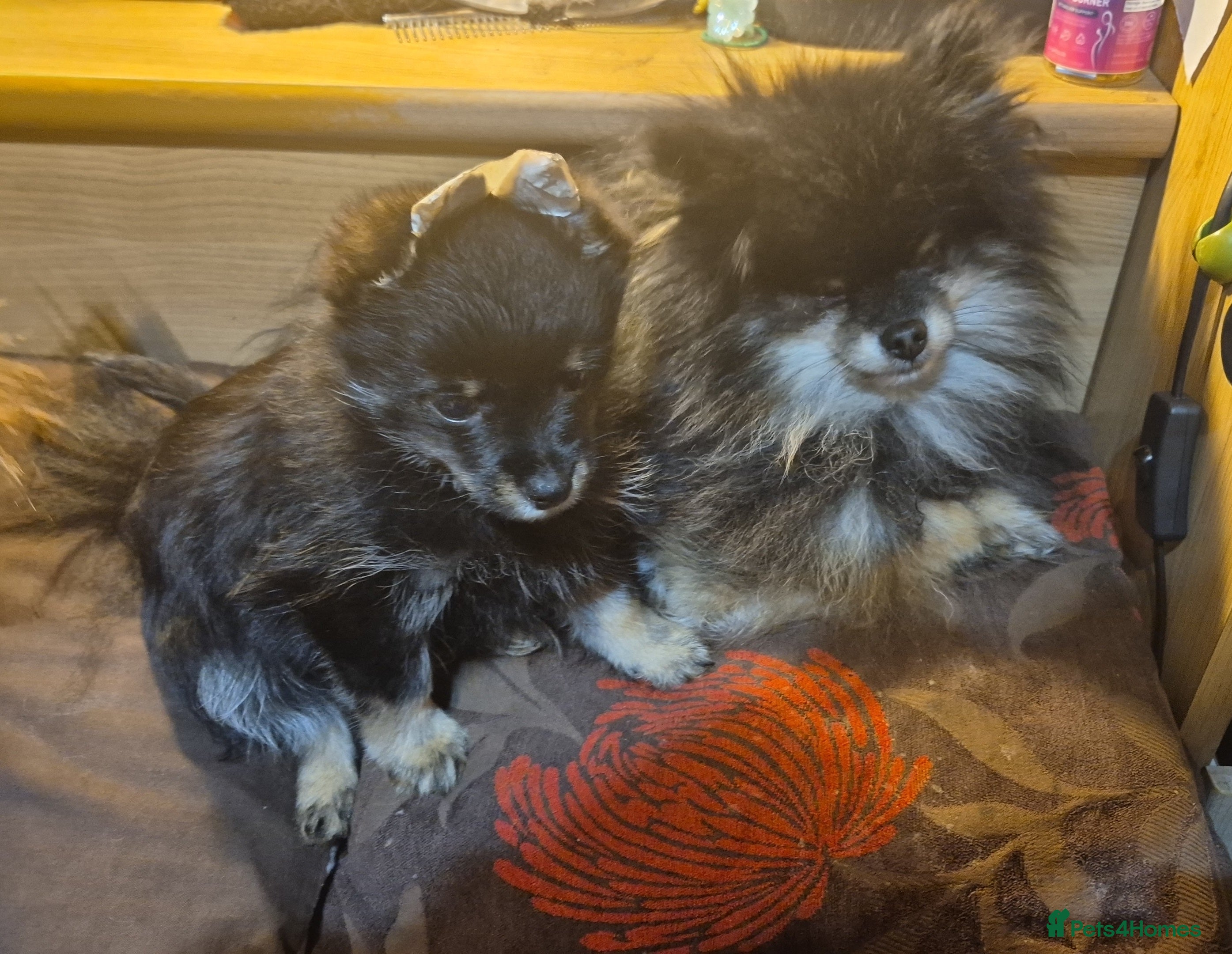 Pomeranian dogs Very, very sexsy mini Pomeranian 🧸 boys for stud in Boston - Advert 4