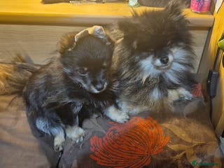 Pomeranian dogs Very, very sexsy mini Pomeranian 🧸 boys for stud in Boston - Advert 4