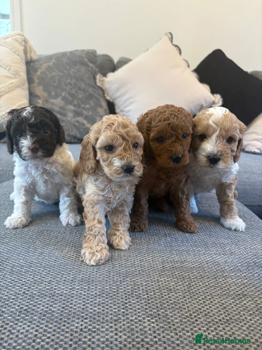 Cavapoo dogs for sale: F1B CAVAPOO PUPPIES - Advert 2