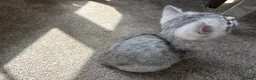 British Shorthair cats for sale: Male British short hair kitten - Advert 7