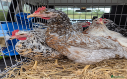 Chickens poultry for sale: Rare Gorgeous Purebred Swedish Flower Hen  POL - Image 2