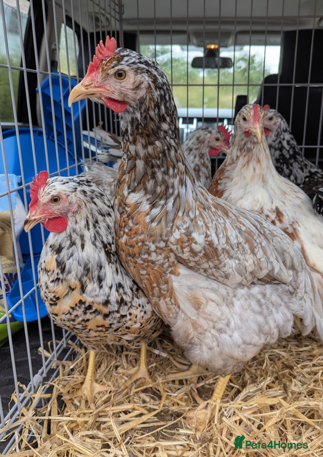 Chickens poultry for sale: Rare Gorgeous Purebred Swedish Flower Hen  POL - Image 2
