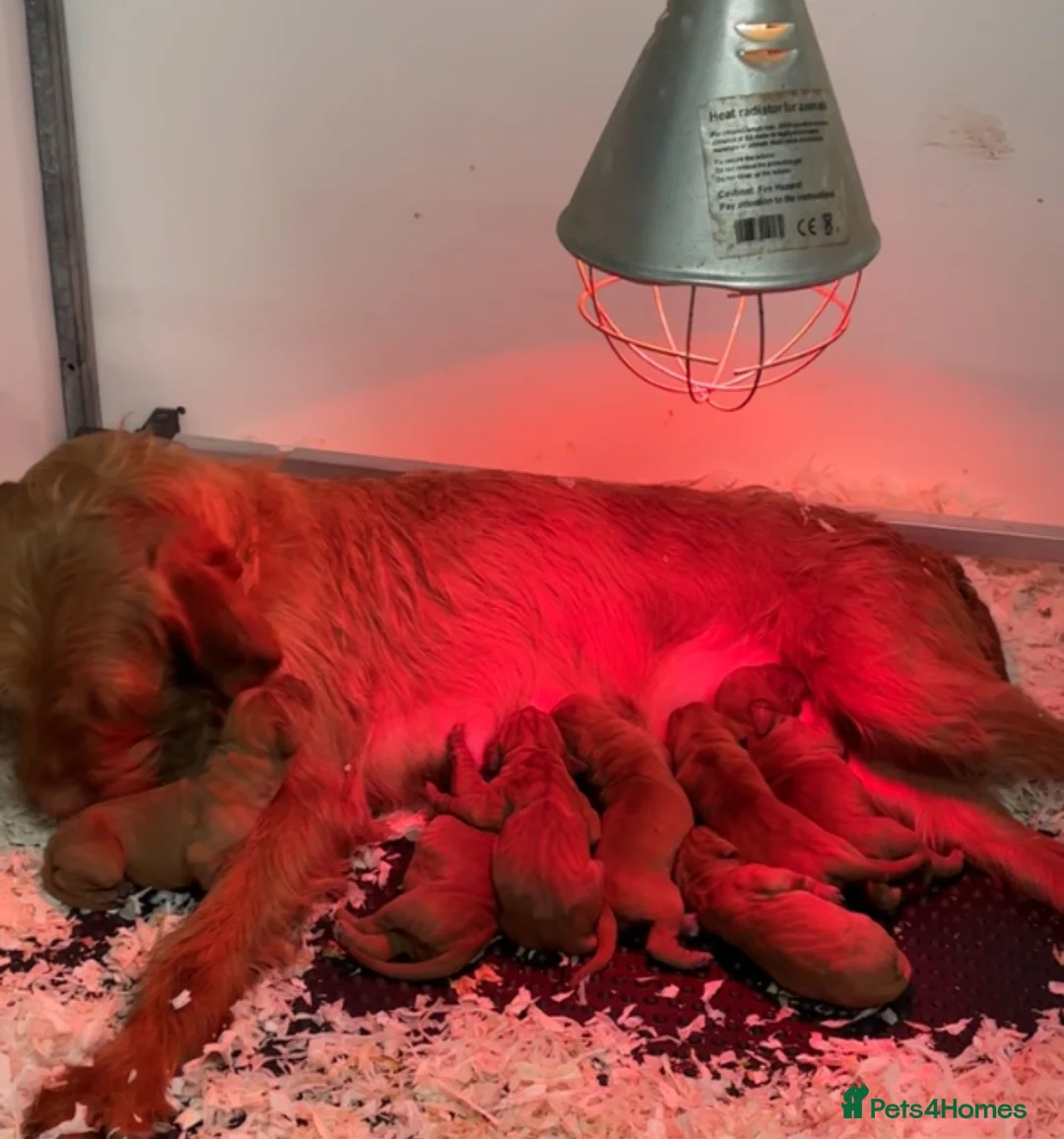 Hungarian Vizsla dogs for sale: Hungarian wirehaired vizsla- fully health tested  - Advert 2