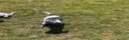 Jack Russell dogs for sale: Gorgeous Jack Russell Puppies  - Advert 30