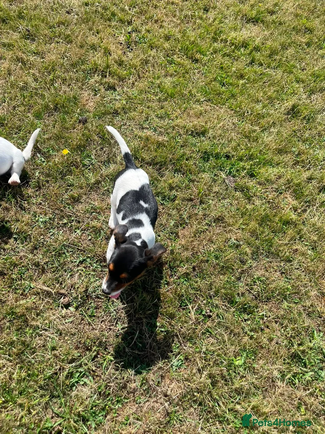 Jack Russell dogs for sale: Gorgeous Jack Russell Puppies  - Advert 30
