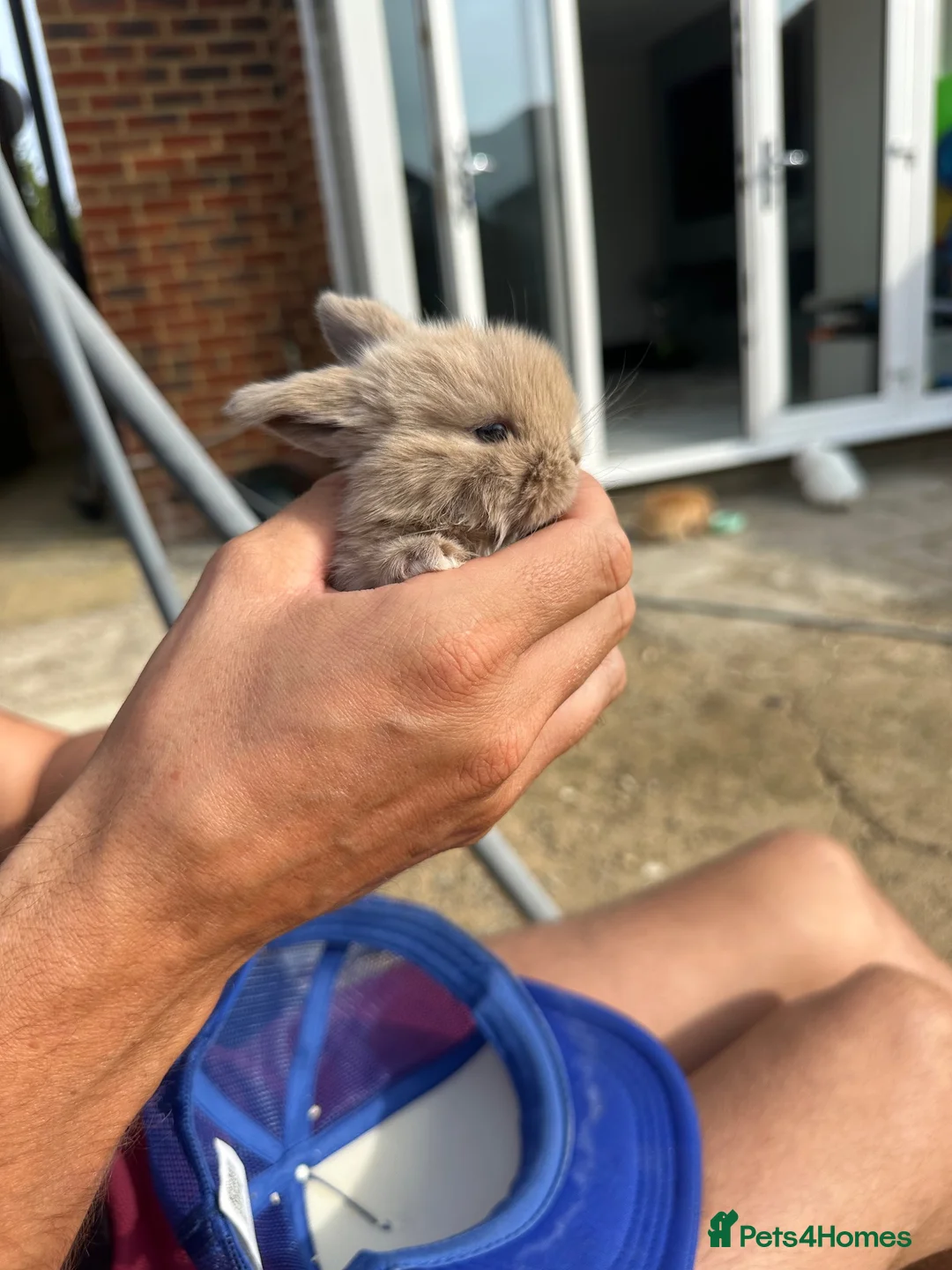 Mini Lop rabbits for sale: Mini lop rabbits - Advert 2