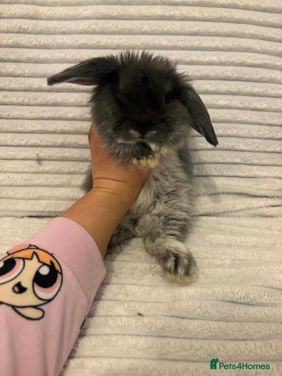 Mini Lop rabbits for sale: Lovely little mini lop baby bunny rabbits - Advert 5