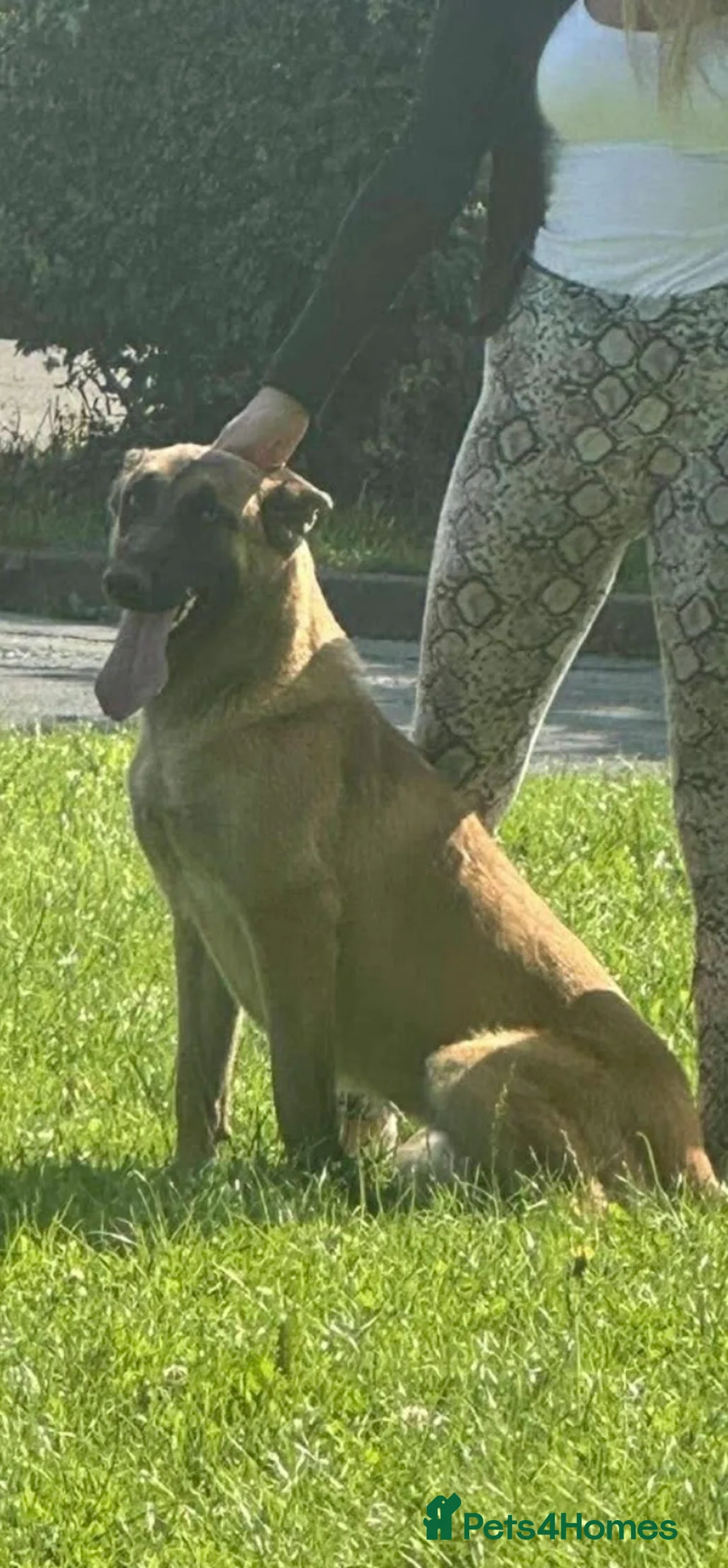 Mixed Breed dogs for sale: Malinois x presa canario  in Middlesbrough - Advert 1