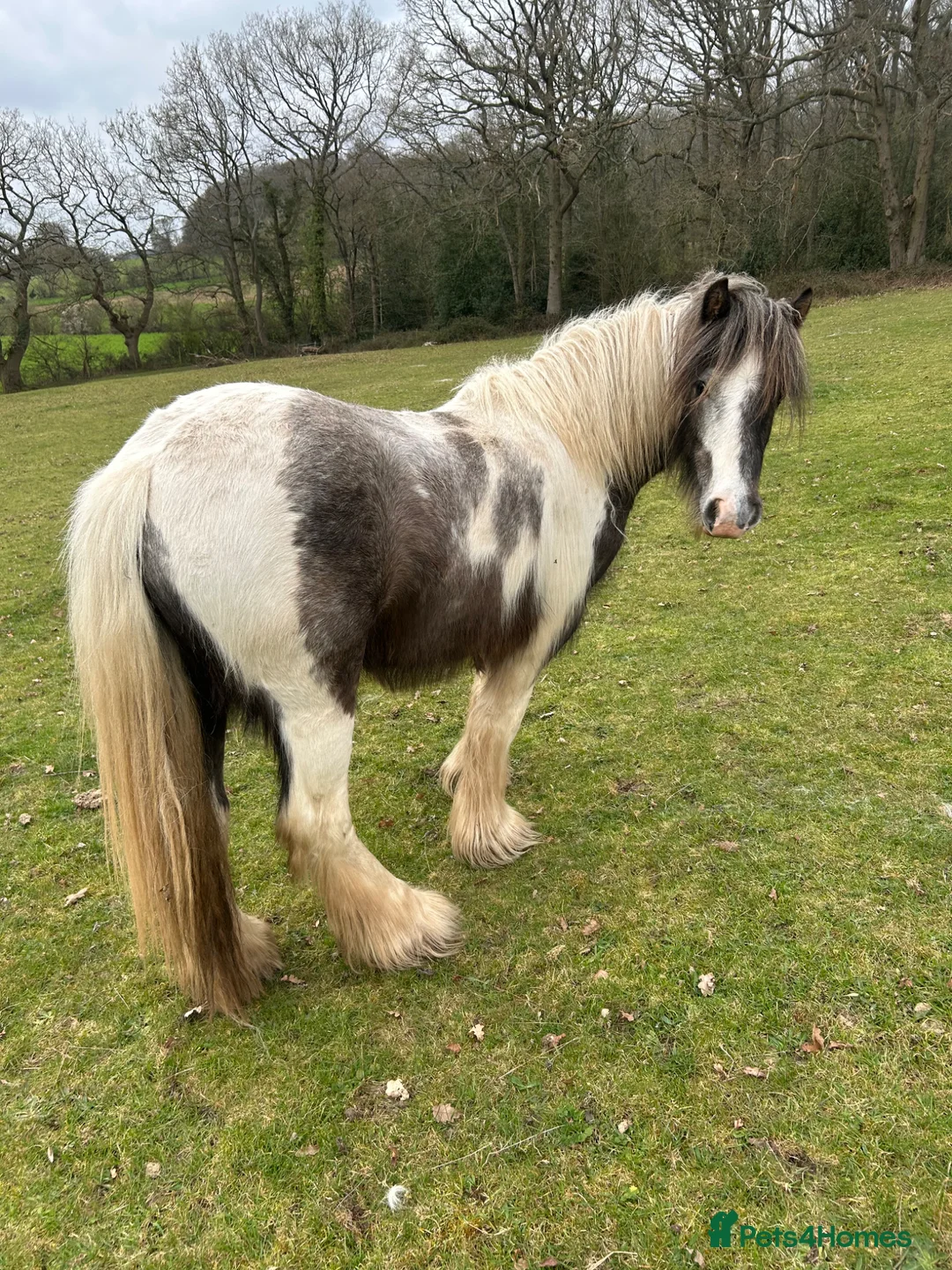 Irish Cob horses for sale: Beautiful Cob Filly  in Bromsgrove - Advert 3