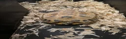 Tortoise reptiles for sale: Horsefield tortoise  in Epping - Advert 4
