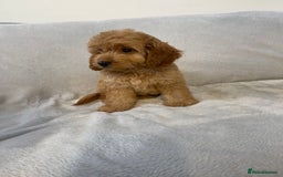 Cockapoo dogs for sale: 1 outstanding boy available  - Image 6