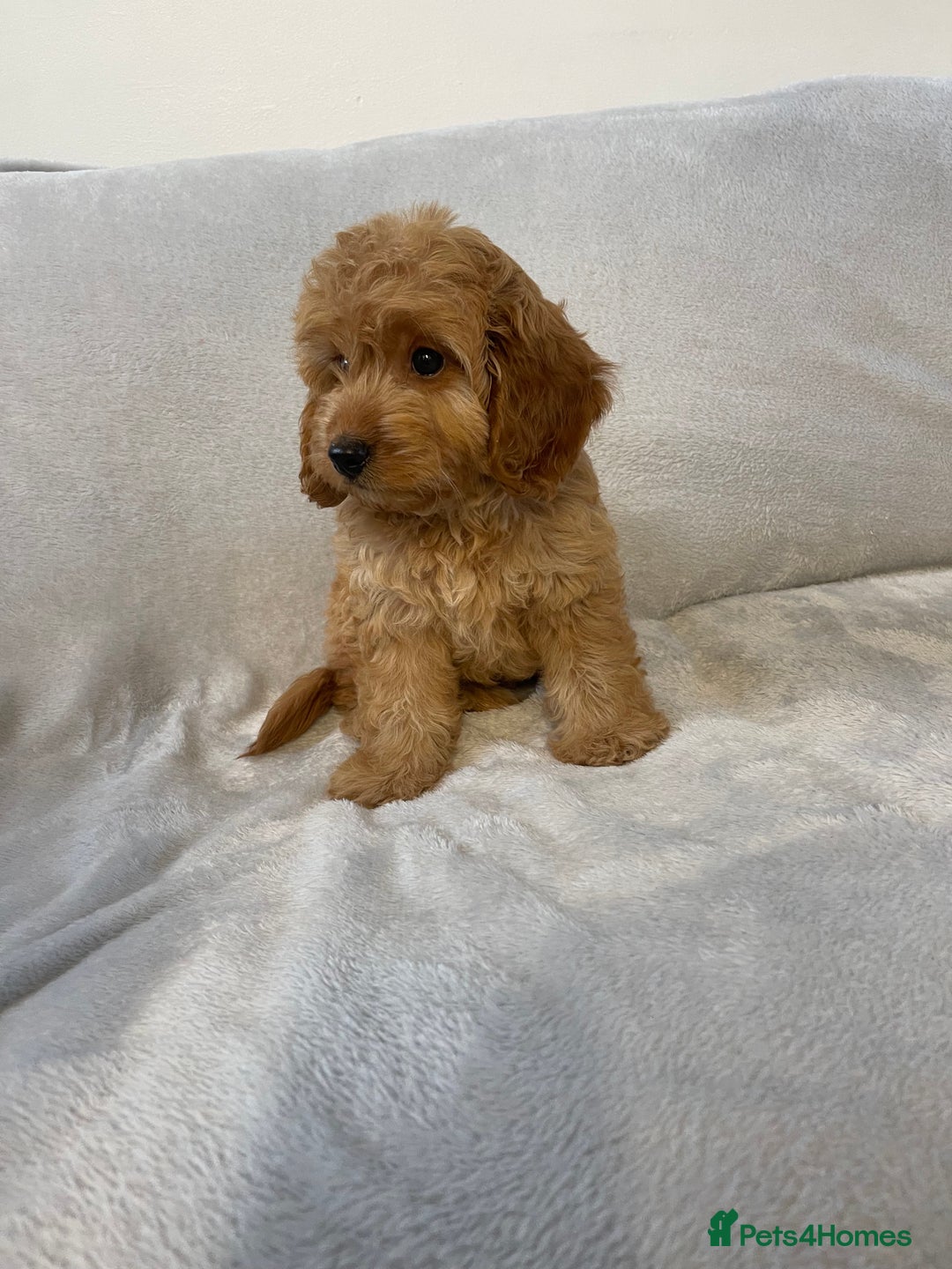 Cockapoo dogs for sale: 1 outstanding boy available  - Image 6