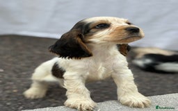 Cocker Spaniel dogs for sale: Gorgeous show cockers  - Image 6