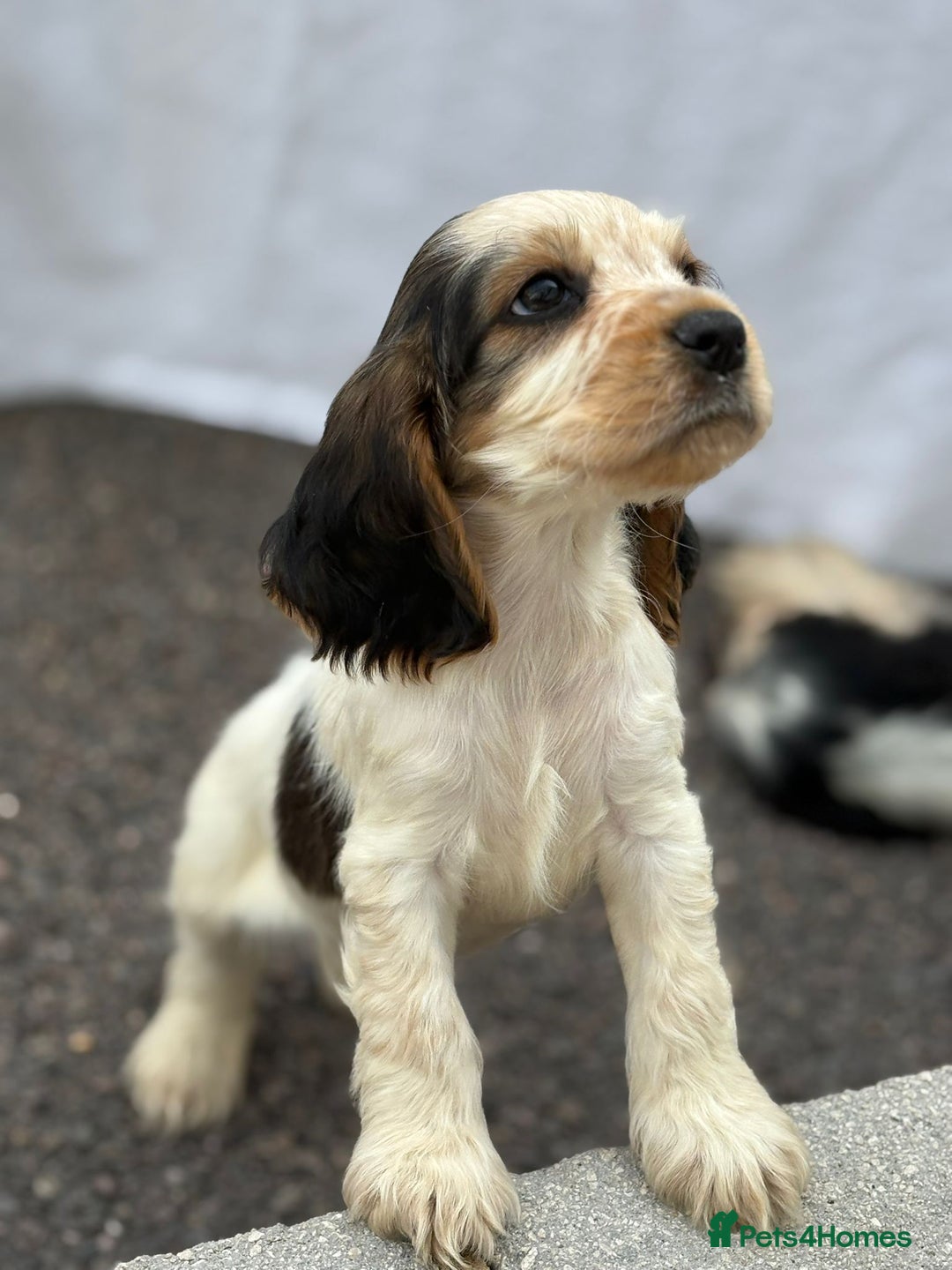 Cocker Spaniel dogs for sale: Gorgeous show cockers  - Image 6