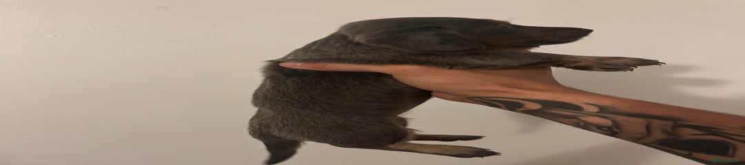 Miniature Dachshund Puppy 2