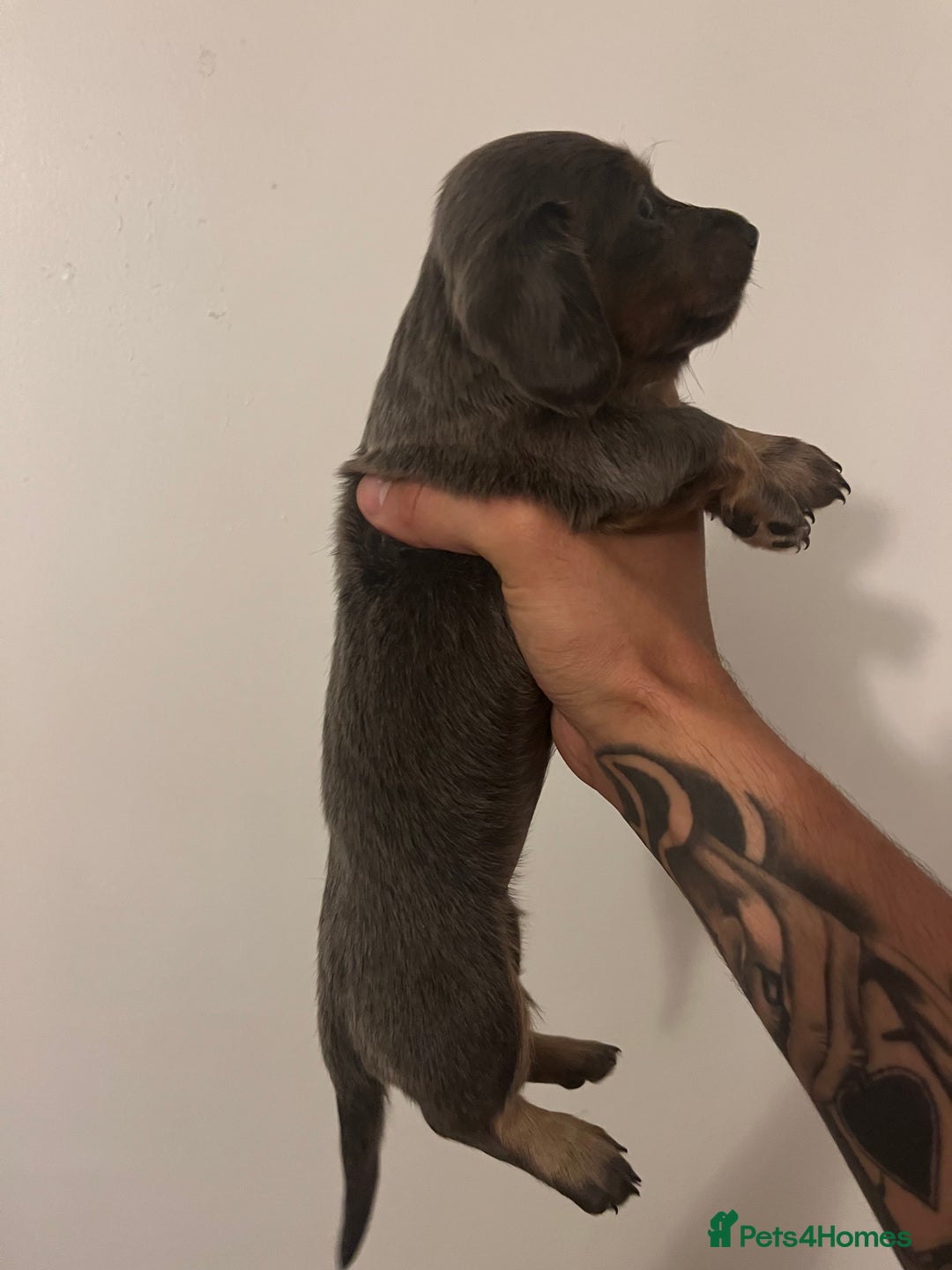 Miniature Dachshund dogs for sale: 2 miniature long hair dachshunds  - Advert 3