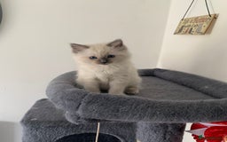 Ragdoll cats for sale: Stunning blue and lilac ragdoll kittens - Image 4