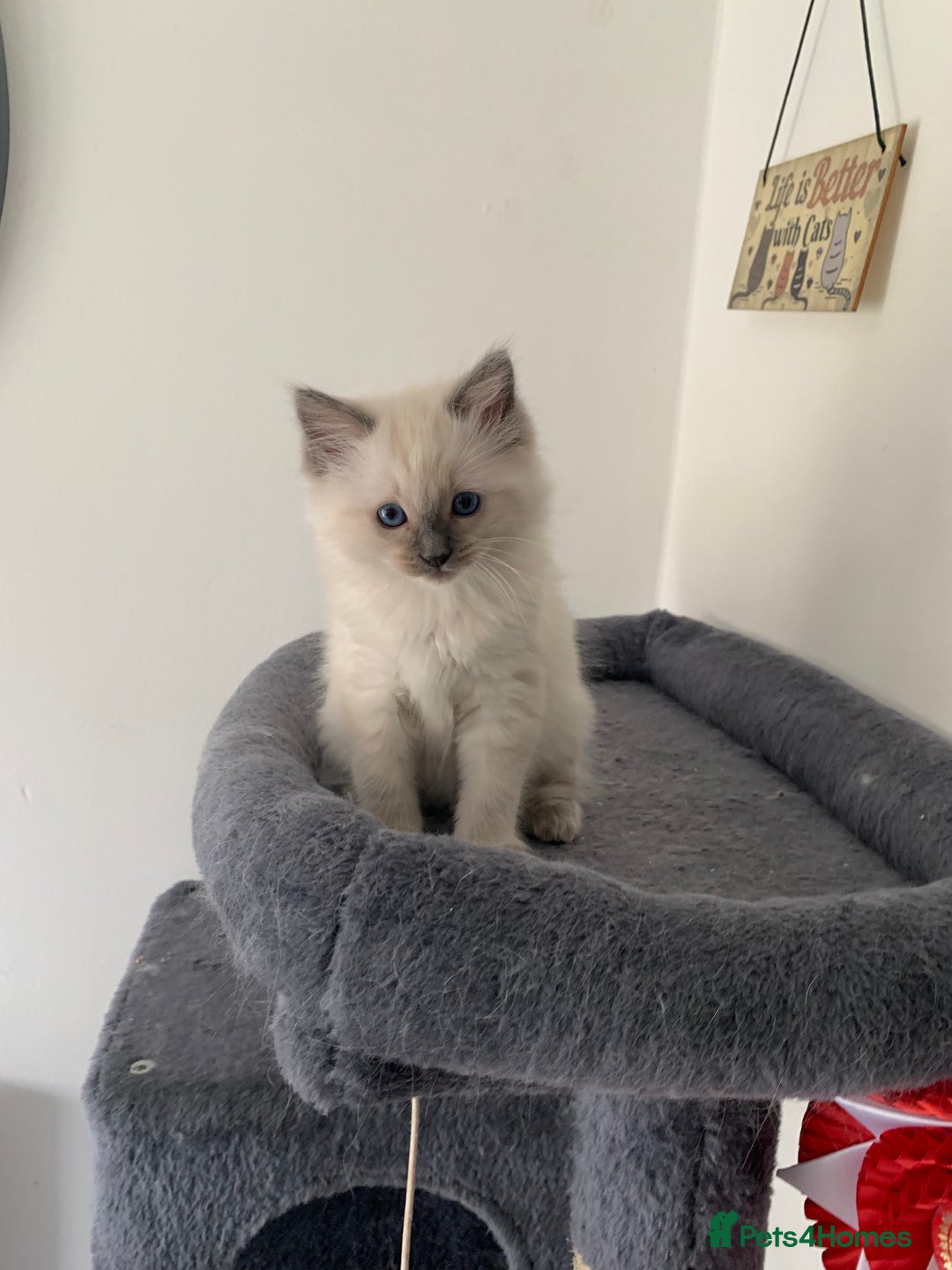 Ragdoll cats for sale: Stunning blue and lilac ragdoll kittens - Image 4