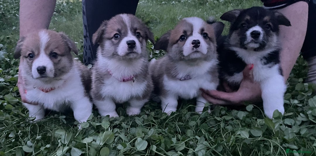 Welsh Corgi Pembroke dogs for sale: Champion Bloodline KC reg puppies - Image 10