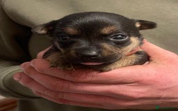 Jack Russell dogs for sale: Beautiful miniature Jack Russell puppies - Advert 9