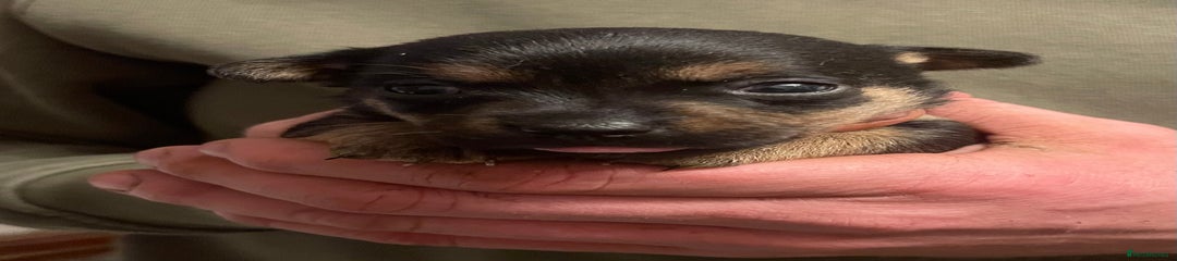 Jack Russell Puppy 2