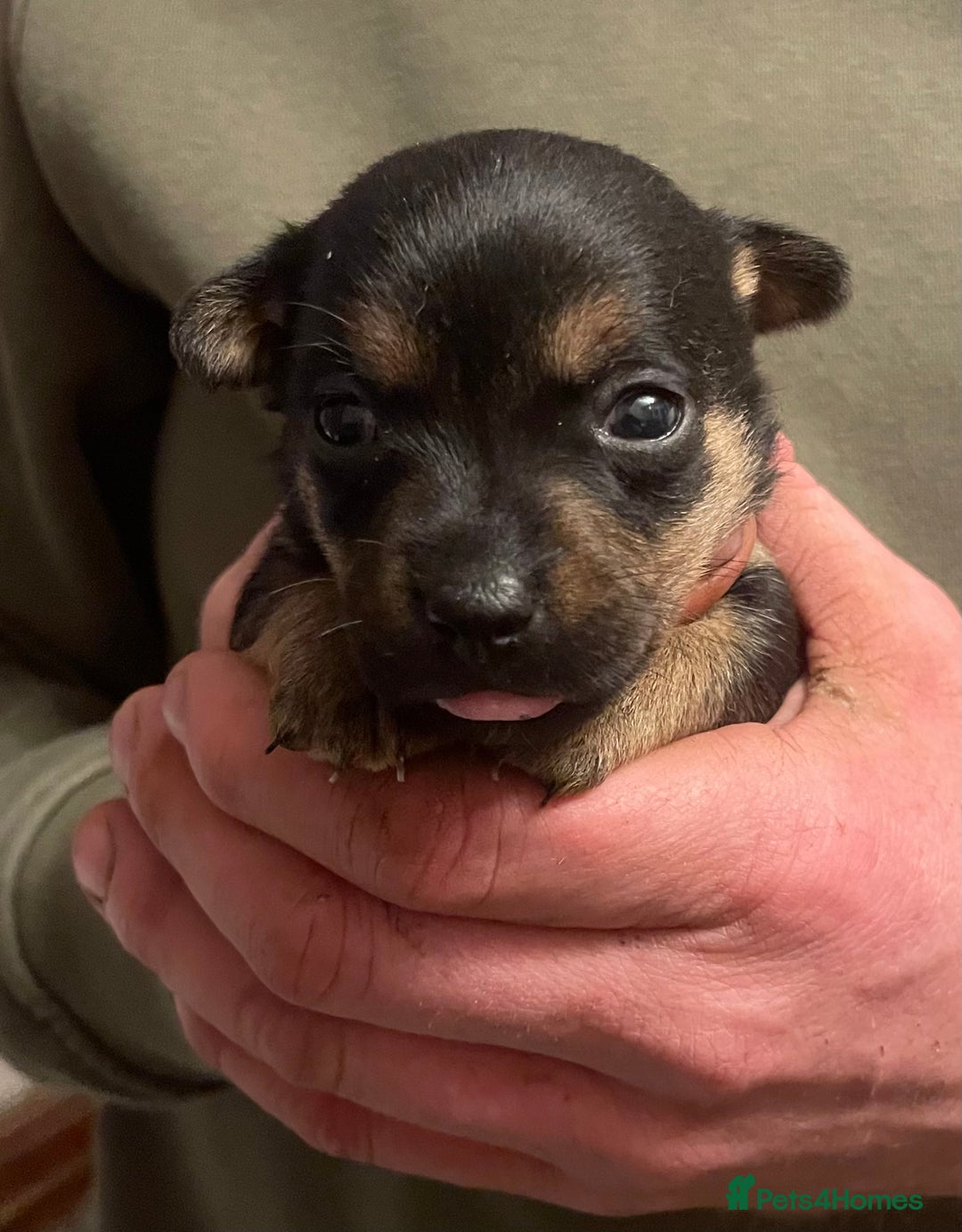 Jack Russell dogs for sale: Beautiful miniature Jack Russell puppies - Advert 9