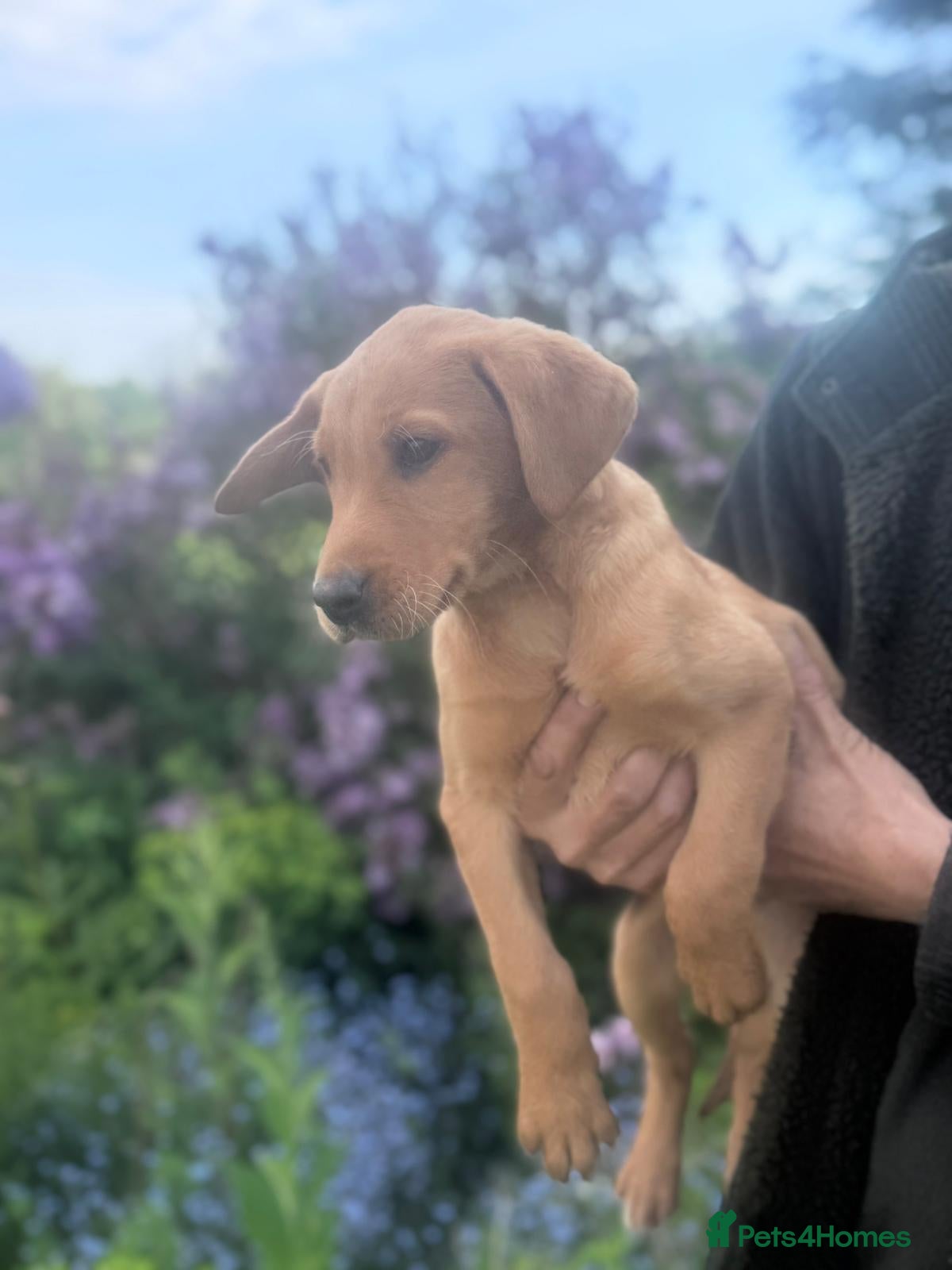 Labrador Retriever dogs KC registered Labours Fully vaccinated  - Advert 1