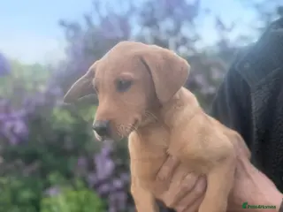 Labrador Retriever dogs KC registered Labours Fully vaccinated - Advert 4