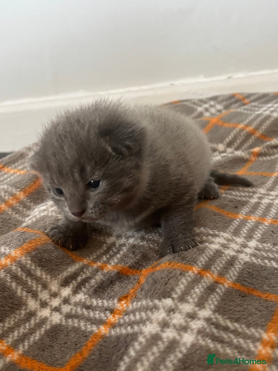 Russian Blue cats for sale: PureBred Female Russian Blue kitten  - Image 2