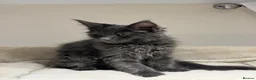 Maine Coon cats for sale: Available now! Last Two TICA Registered Maine Coon - Advert 14