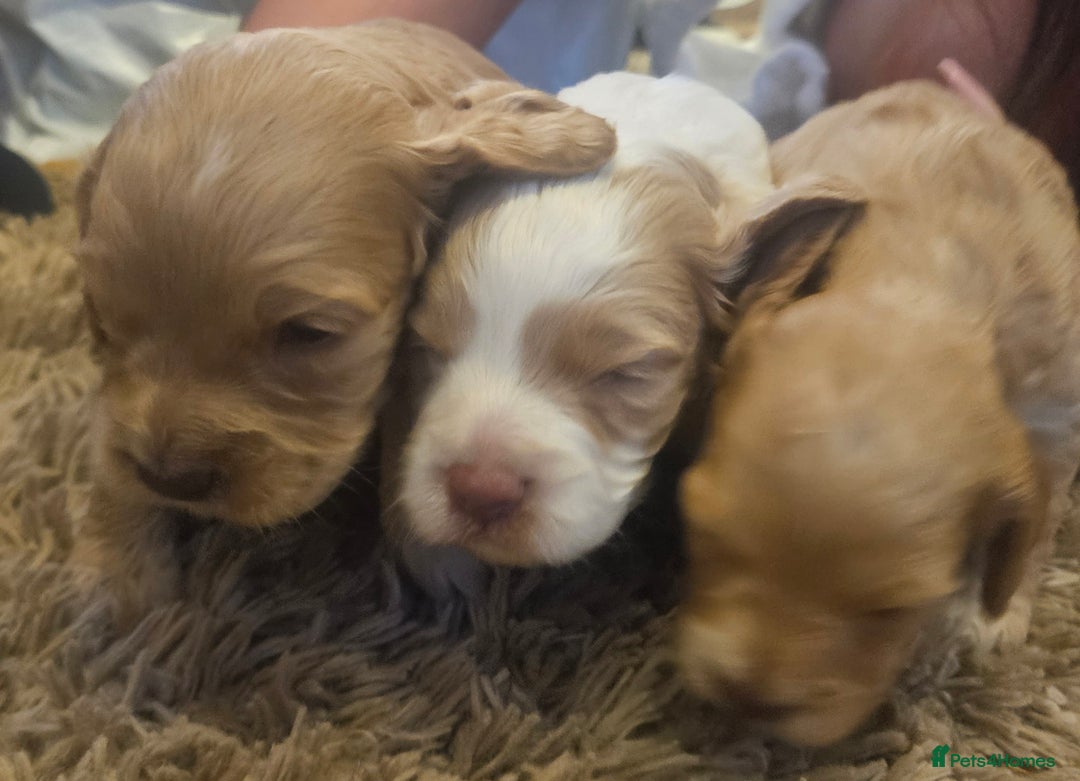 Cockapoo dogs for sale: Beautiful/healthy F1 cockapoo’s.3 girls🩷3 boys🩵 - Image 15