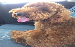 Cockapoo dogs for sale: Fox Red F1b Cockapoo Male - Image 2