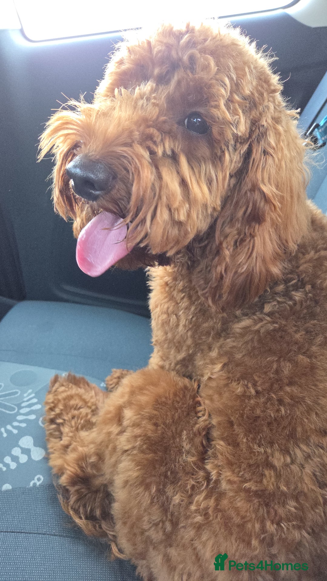 Cockapoo dogs for sale: Fox Red F1b Cockapoo Male - Image 2