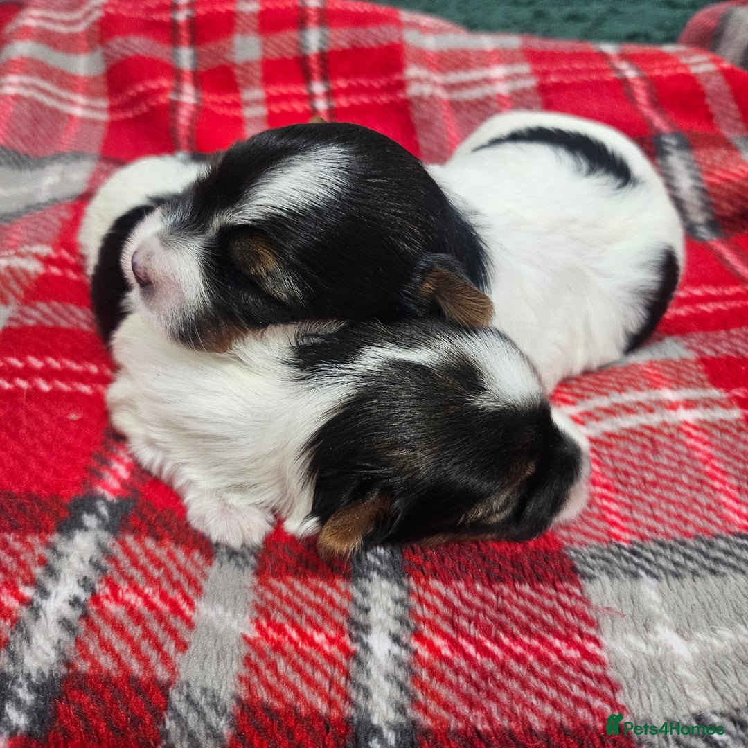 Yorkshire Terrier dogs for sale: Two beautiful Yorkshire Terrier (Biewer) puppies - Advert 18
