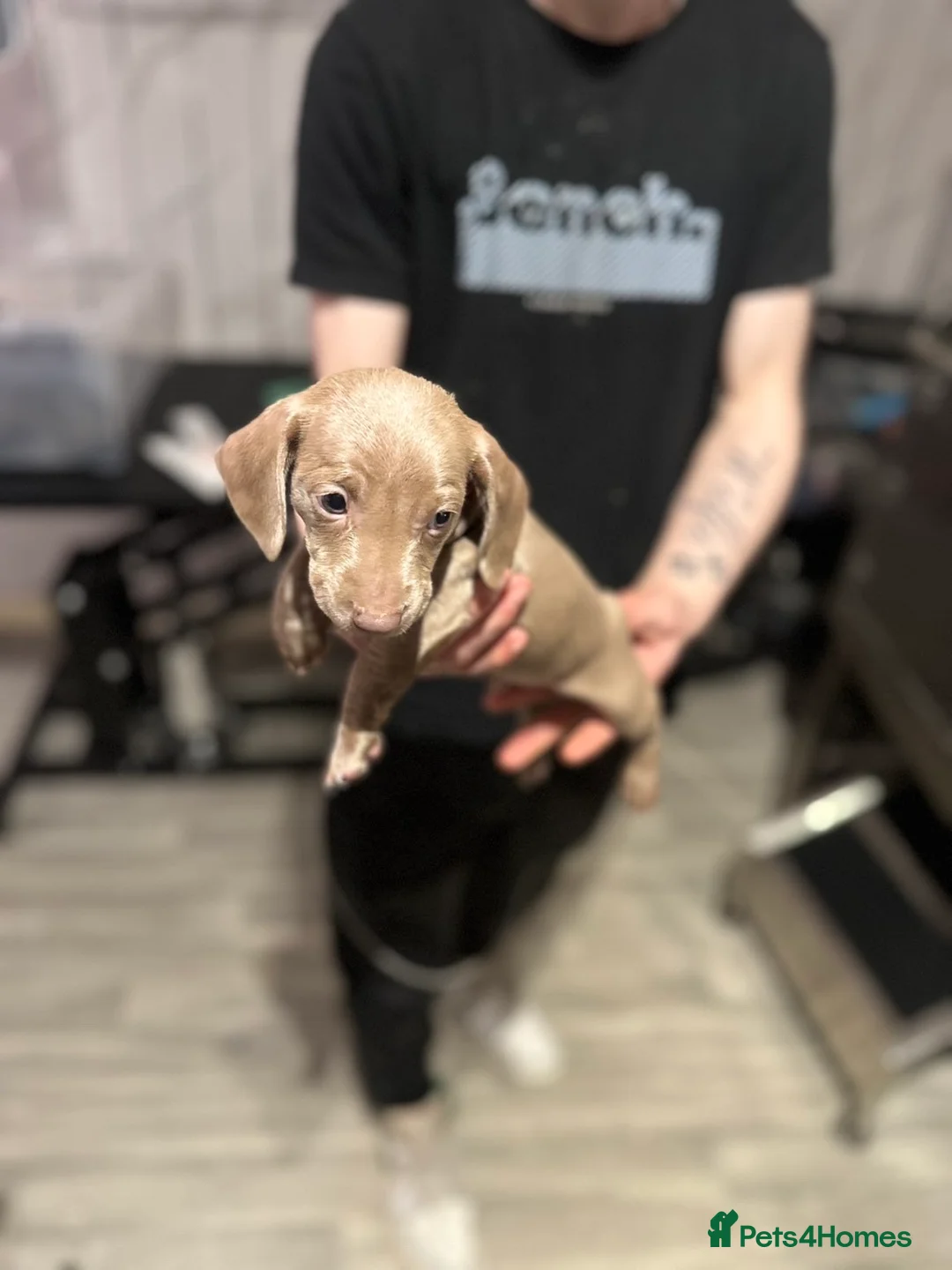 Miniature Dachshund dogs for sale: Miniature dachshund  - Advert 11