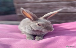 Rex rabbits for sale: Female & Male Mini Rex rabbits  - Image 2