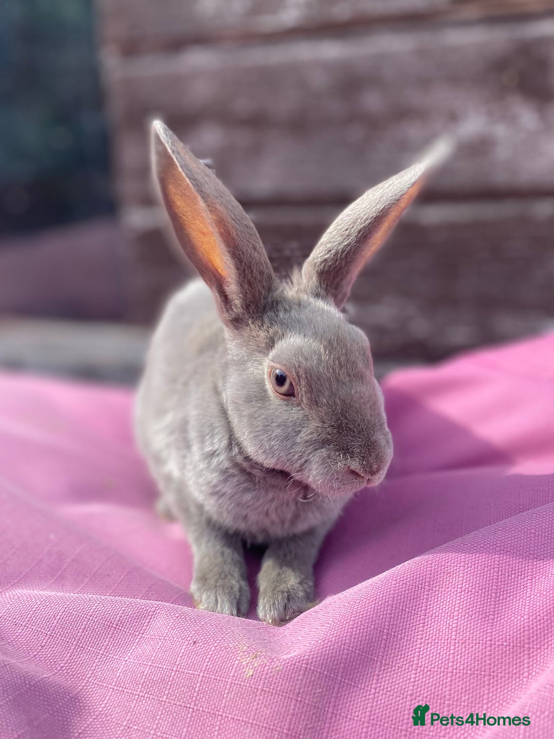 Rex rabbits for sale: Female & Male Mini Rex rabbits  - Image 2