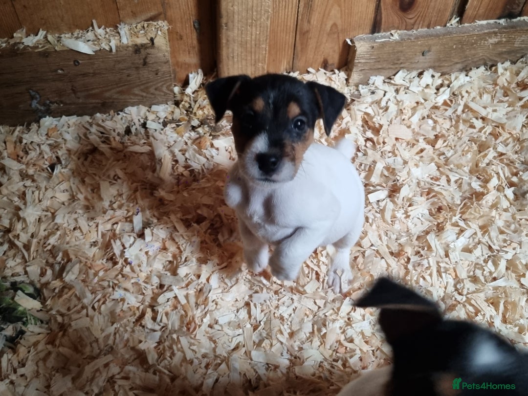 Jack Russell dogs for sale: True to type jackrussell pups  - Image 3