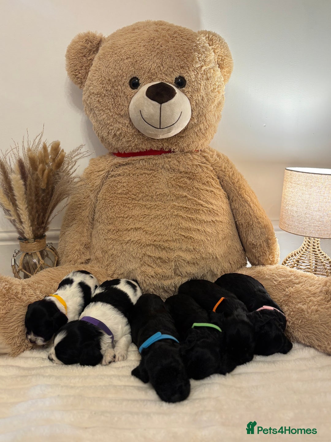 Sproodle dogs for sale: 2x cocker sproodle puppies remaining- ready 16/12 - Advert 12