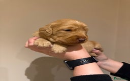 Labradoodle dogs for sale: Miniature Labradoodles - Image 17