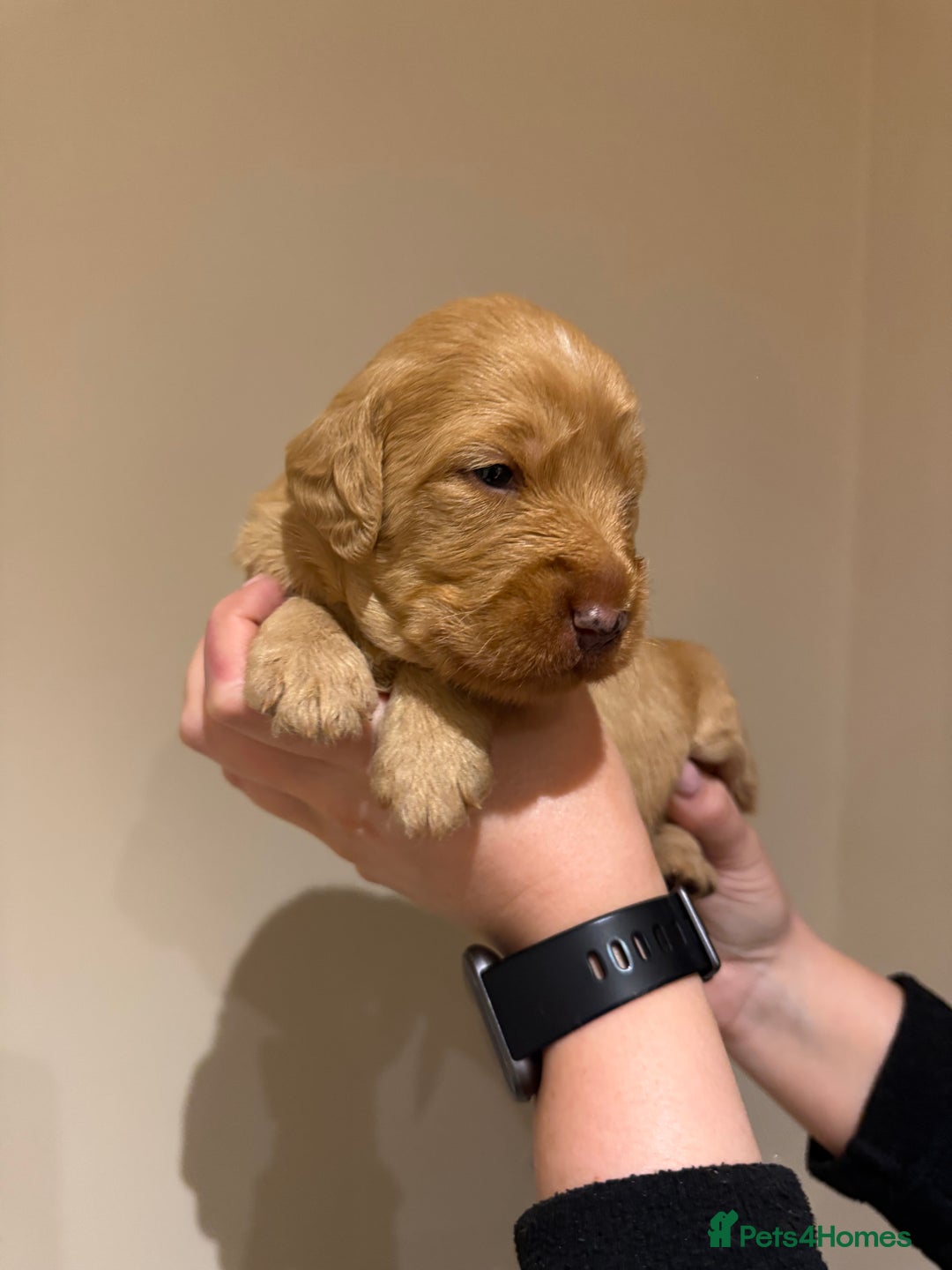 Labradoodle dogs for sale: Miniature Labradoodles - Image 17
