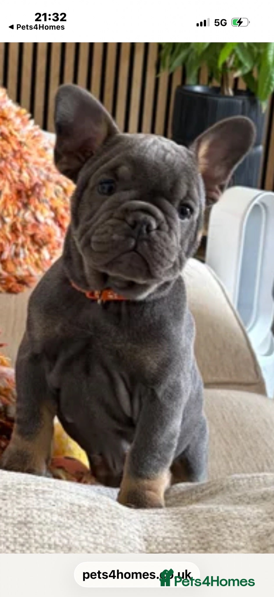 Mixed Breed dogs French x English bulldogs - Advert 16