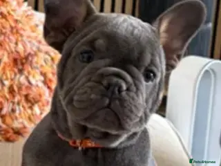 Mixed Breed dogs French x English bulldogs - Advert 16