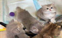 British Longhair cats for sale: Blue golden shaded of the world 🏆's offspring - Image 4